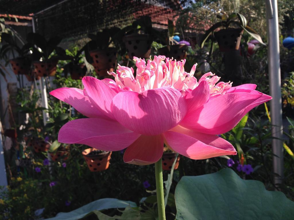 Charming Homestay Hội An Buitenkant foto