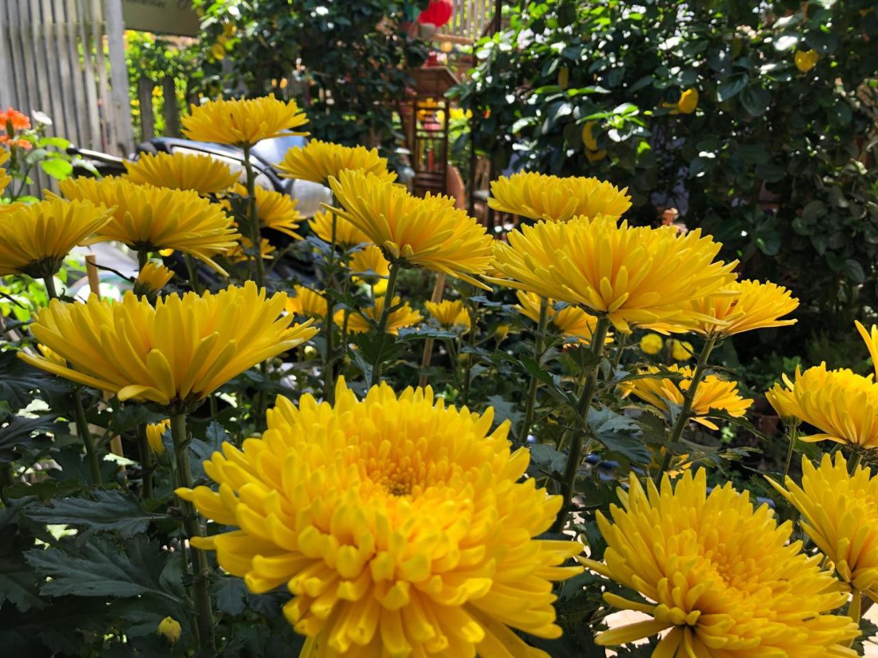 Charming Homestay Hội An Buitenkant foto