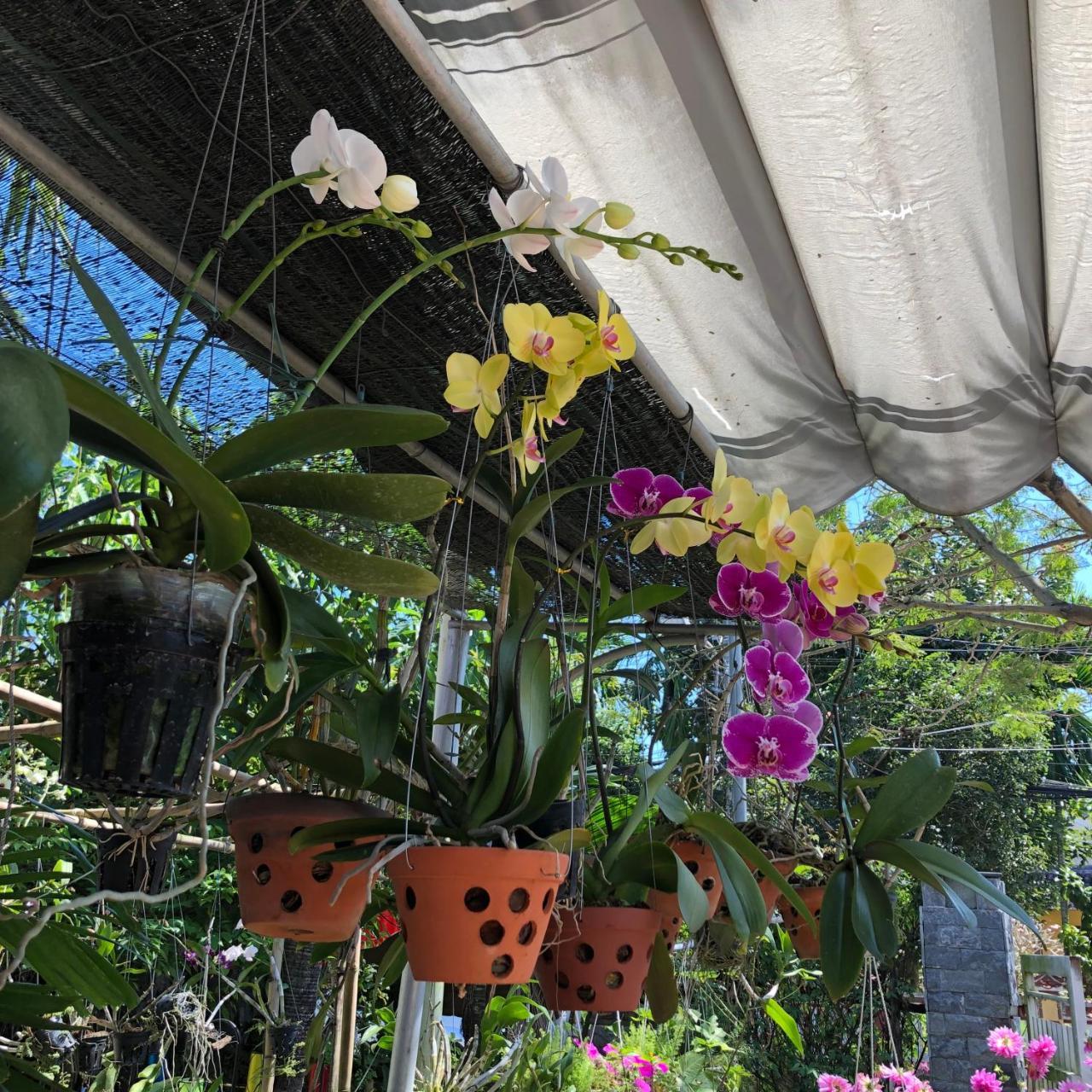 Charming Homestay Hội An Buitenkant foto